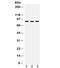 MutL Homolog 1 antibody, R32088, NSJ Bioreagents, Western Blot image 