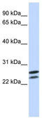 Homeobox B4 antibody, TA345376, Origene, Western Blot image 