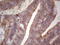 TNF Receptor Superfamily Member 18 antibody, LS-C340036, Lifespan Biosciences, Immunohistochemistry frozen image 