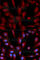 WNT Inhibitory Factor 1 antibody, A5386, ABclonal Technology, Immunofluorescence image 