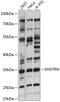 Kinetochore Localized Astrin (SPAG5) Binding Protein antibody, 15-476, ProSci, Western Blot image 