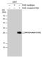 Ras antibody, PA5-78089, Invitrogen Antibodies, Western Blot image 