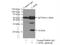 Calcyphosine Like antibody, 17174-1-AP, Proteintech Group, Immunoprecipitation image 