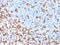 AIF1 antibody, GTX18053, GeneTex, Immunohistochemistry paraffin image 