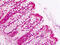 Pumilio RNA Binding Family Member 2 antibody, MBS248753, MyBioSource, Immunohistochemistry frozen image 