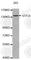 General Transcription Factor IIi antibody, A0617, ABclonal Technology, Western Blot image 