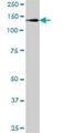 DExH-Box Helicase 29 antibody, H00054505-B01P, Novus Biologicals, Western Blot image 