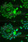 NADH:Ubiquinone Oxidoreductase Subunit S4 antibody, A6390, ABclonal Technology, Immunofluorescence image 