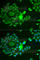 NADH dehydrogenase [ubiquinone] iron-sulfur protein 4, mitochondrial antibody, A6390, ABclonal Technology, Immunofluorescence image 