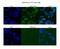 NSE4 Homolog A, SMC5-SMC6 Complex Component antibody, A14289, Boster Biological Technology, Immunohistochemistry frozen image 
