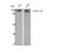 CAP-Gly Domain Containing Linker Protein 2 antibody, STJ92332, St John