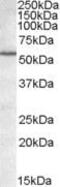 BCL2 Associated Athanogene 5 antibody, PA5-18817, Invitrogen Antibodies, Western Blot image 