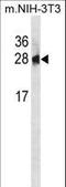 Phosphoserine Phosphatase antibody, LS-C155875, Lifespan Biosciences, Western Blot image 