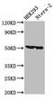 RuvB Like AAA ATPase 1 antibody, CSB-PA896483LA01HU, Cusabio, Western Blot image 