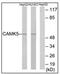 CaM Kinase Like Vesicle Associated antibody, AP31879PU-N, Origene, Western Blot image 