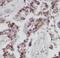 D factor antibody, FNab09804, FineTest, Immunohistochemistry frozen image 