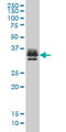 ST3 Beta-Galactoside Alpha-2,3-Sialyltransferase 2 antibody, LS-C133437, Lifespan Biosciences, Western Blot image 