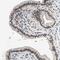 E1A Binding Protein P400 antibody, NBP1-88230, Novus Biologicals, Immunohistochemistry frozen image 