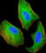 TSC Complex Subunit 2 antibody, abx025288, Abbexa, Western Blot image 