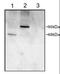 Phosphodiesterase 4D antibody, orb89298, Biorbyt, Western Blot image 
