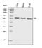 Thymocyte Selection Associated High Mobility Group Box antibody, A08441-2, Boster Biological Technology, Western Blot image 