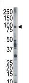 Epidermal Growth Factor Receptor Pathway Substrate 8 antibody, LS-C101290, Lifespan Biosciences, Western Blot image 