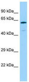 Germ Cell-Less 1, Spermatogenesis Associated antibody, TA333433, Origene, Western Blot image 