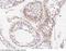 Connexin-43 antibody, 100662-T10, Sino Biological, Immunohistochemistry frozen image 
