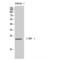 CCAAT Enhancer Binding Protein Gamma antibody, LS-C382351, Lifespan Biosciences, Western Blot image 