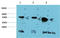 Glycogen Synthase Kinase 3 Beta antibody, STJ97741, St John