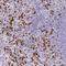 Regulator Of Calcineurin 2 antibody, HPA053880, Atlas Antibodies, Immunohistochemistry frozen image 