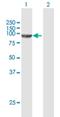 Cold Shock Domain Containing E1 antibody, H00007812-B01P, Novus Biologicals, Western Blot image 