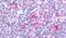 G Protein-Coupled Receptor 62 antibody, PA5-32835, Invitrogen Antibodies, Immunohistochemistry paraffin image 