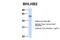 Basic Helix-Loop-Helix Family Member E40 antibody, 27-987, ProSci, Western Blot image 