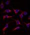 ES Cell Expressed Ras antibody, PA5-71907, Invitrogen Antibodies, Immunofluorescence image 
