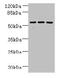 Zinc Finger Protein 19 antibody, CSB-PA026567LA01HU, Cusabio, Western Blot image 