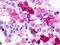 G Protein-Coupled Receptor 12 antibody, LS-A78, Lifespan Biosciences, Immunohistochemistry frozen image 