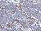Adenylate Cyclase Activating Polypeptide 1 antibody, A01711-1, Boster Biological Technology, Immunohistochemistry paraffin image 