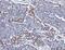 PACAP38 antibody, A01711-1, Boster Biological Technology, Immunohistochemistry paraffin image 