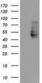 Neuroplastin antibody, NBP2-01793, Novus Biologicals, Western Blot image 