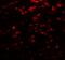 Replication Protein A3 antibody, orb74069, Biorbyt, Immunofluorescence image 