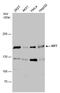 Kinesin Family Member 7 antibody, PA5-78678, Invitrogen Antibodies, Western Blot image 