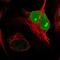 Nucleolar And Spindle Associated Protein 1 antibody, NBP2-13685, Novus Biologicals, Immunofluorescence image 