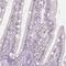 CD69 Molecule antibody, NBP2-37926, Novus Biologicals, Immunohistochemistry frozen image 