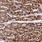 TM2 Domain Containing 3 antibody, HPA054064, Atlas Antibodies, Immunohistochemistry frozen image 