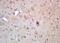 Cryptochrome Circadian Regulator 2 antibody, orb156461, Biorbyt, Immunohistochemistry paraffin image 