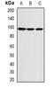 SECIS Binding Protein 2 antibody, orb341164, Biorbyt, Western Blot image 