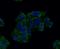 Growth Factor Receptor Bound Protein 2 antibody, NBP2-80405, Novus Biologicals, Immunocytochemistry image 