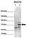 Ras Homolog Family Member T2 antibody, TA343207, Origene, Western Blot image 