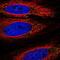 Tolloid Like 1 antibody, NBP2-56288, Novus Biologicals, Immunofluorescence image 